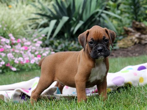 He is up to date on his shots and deworming. . Boxer puppies for sale in pa